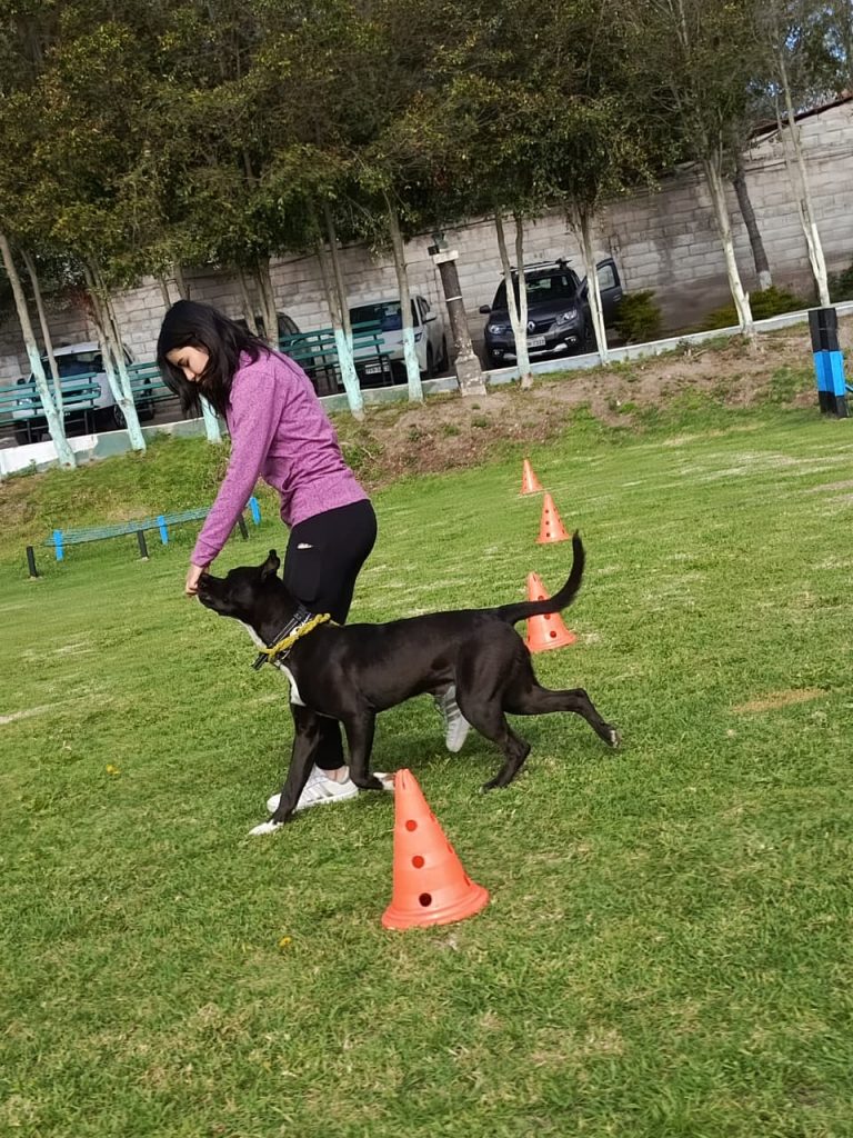 Adiestramiento canino en Quito