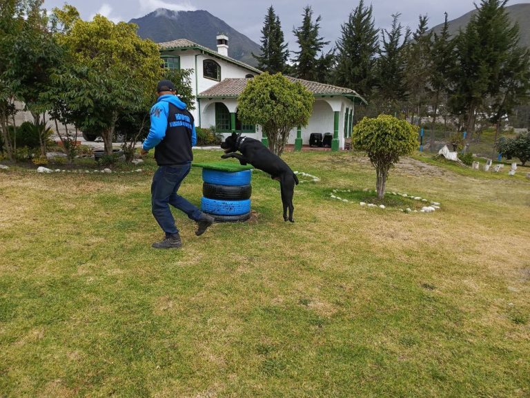 Adiestramiento canino en Quito