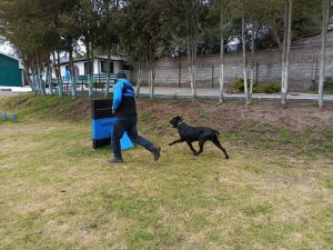 La escuela canina del profe