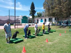 Adiestramiento canino Quito