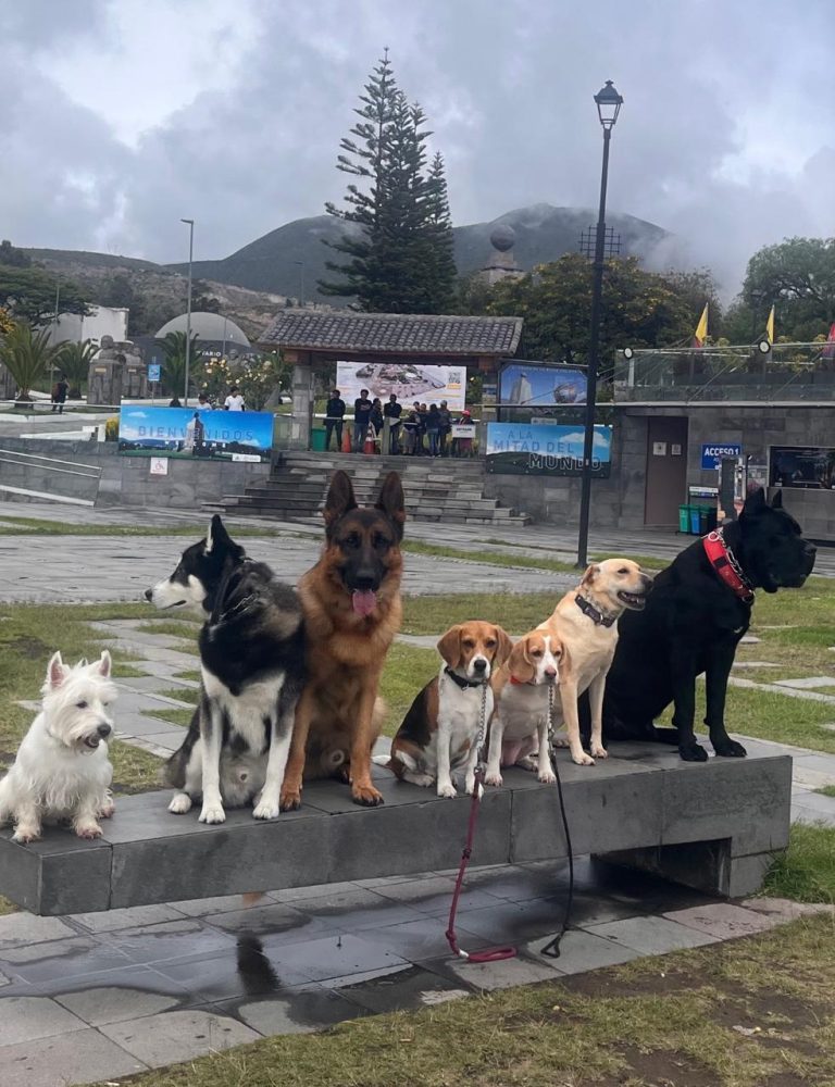Adiestramiento canino en Quito
