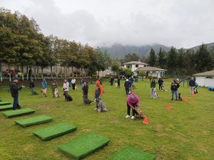 Adiestramiento canino Quito
