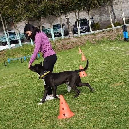 La escuela canina del profe