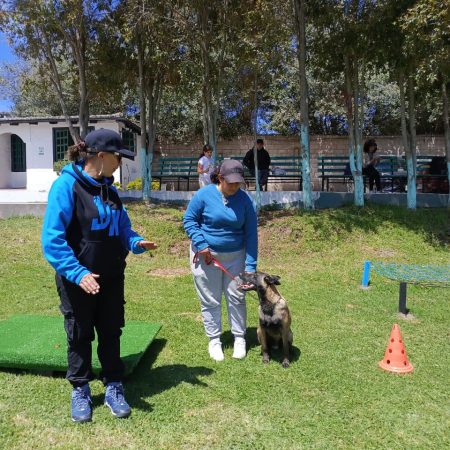 Obediencia básica la escuela canina del profe